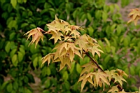 IMG_9350.JPG