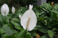 IMG_9375.JPG