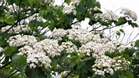IMG_9859.JPG