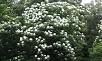 IMG_9861.JPG