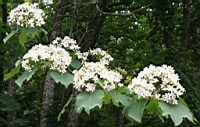 IMG_9870.JPG