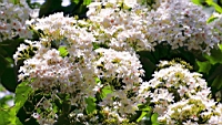IMG_9875.JPG
