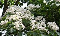 IMG_9884C.JPG