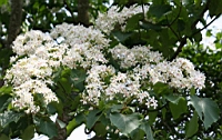 IMG_9886.JPG