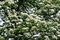 IMG_9887.JPG
