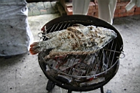 IMG_9920.JPG