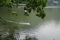 IMG_9965.JPG