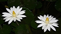 IMG_3723.JPG