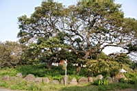 IMG_4659.JPG