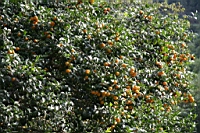 IMG_4689.JPG