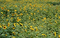 IMG_5064.JPG
