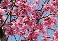 IMG_5096.JPG