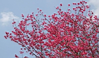 IMG_5118.JPG