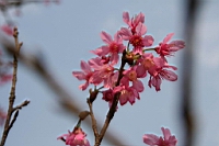 IMG_5168.JPG