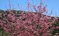 IMG_5241.JPG