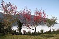 IMG_5332.JPG