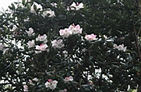 IMG_5515.JPG