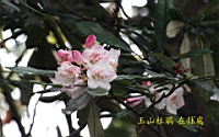 IMG_5520.JPG
