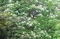 IMG_5770.JPG