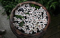 IMG_5774.JPG