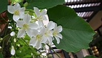 IMG_5775.JPG
