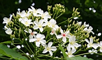 IMG_5781.JPG