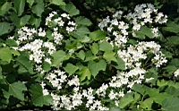 IMG_5867.JPG