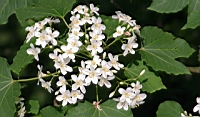 IMG_5877.JPG