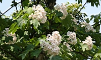 IMG_6064.JPG