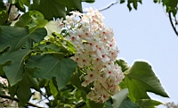 IMG_6065.JPG