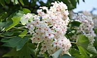 IMG_6067.JPG