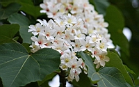 IMG_6087.JPG