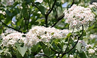 IMG_6091.JPG