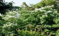 IMG_6150.JPG