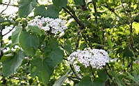 IMG_6156.JPG