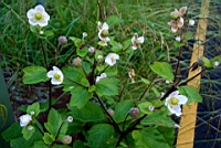 IMG_6738.JPG