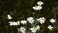 IMG_6787.JPG