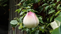 IMG_6850.JPG