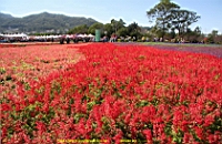 IMG_7530.JPG
