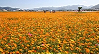 IMG_7565.JPG
