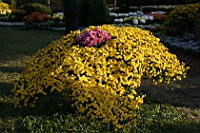 IMG_7735.JPG