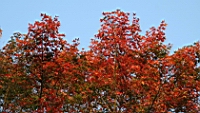 IMG_7794.JPG