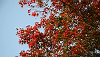 IMG_7795.JPG