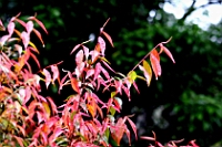 IMG_7901.JPG