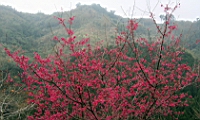 IMG_8255.JPG