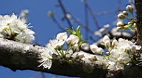 IMG_8306.JPG