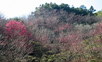 IMG_8359.JPG