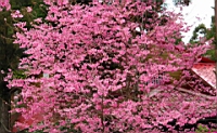 IMG_8569.JPG