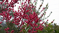IMG_8575.JPG