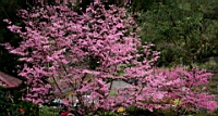 IMG_8589.JPG